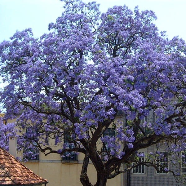 Paulownia Fortunei (Paulownia fortunei) Sadzonka Xxl-c9 100-120 Cm (5).jpg