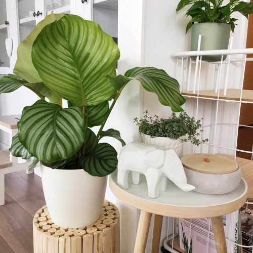 Kalatea okrągłolistna roślina domowa P6