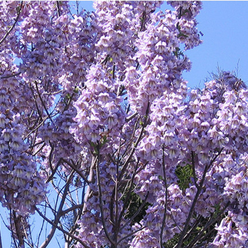 Paulownia surmiolistna sadzonka XL-C9 100-120 Cm