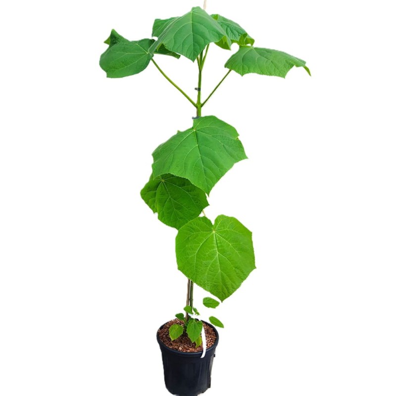 Paulownia surmiolistna (Paulownia catalpifolia) Sadzonka Xxl-c9 100-120 Cm (3).jpg