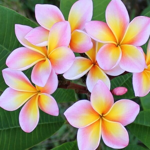 Plumeria Hawajski Kwiat Opal Pink (Plumeria rubra) Sadzonka P14p17 (3).jpg