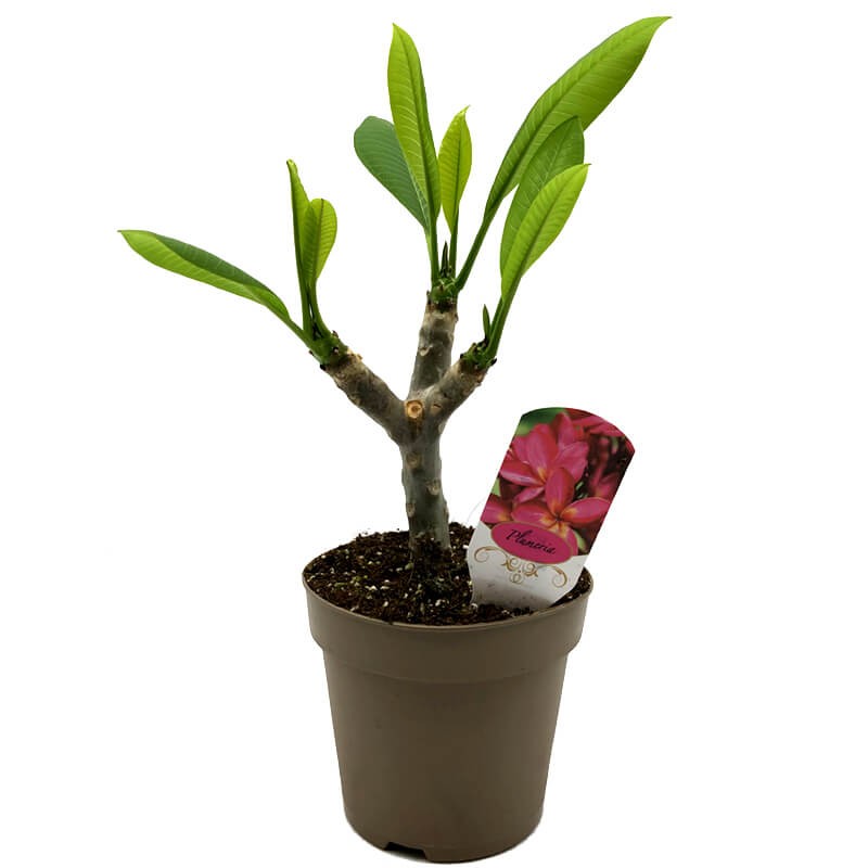 Plumeria Hawajski Kwiat Opal Pink (Plumeria rubra) Sadzonka P14p17 (4).jpg