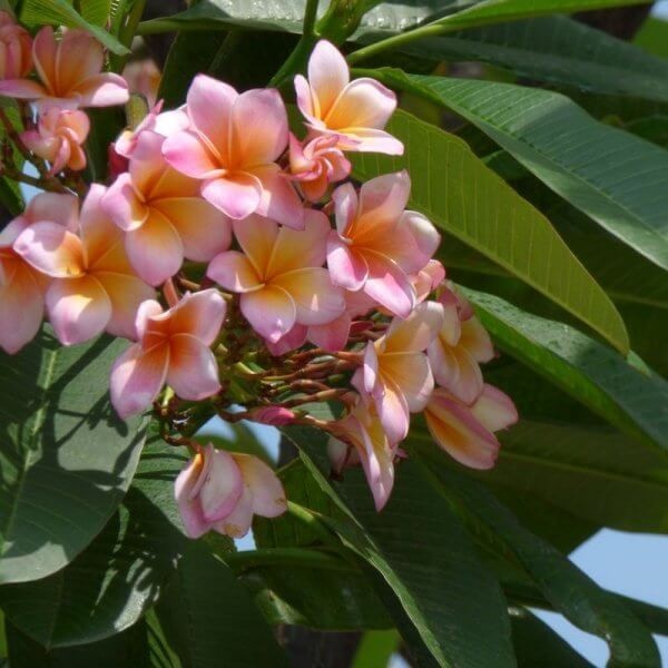 Plumeria Hawajski Kwiat Opal Pink (Plumeria rubra) Sadzonka P14p17 (1).jpg