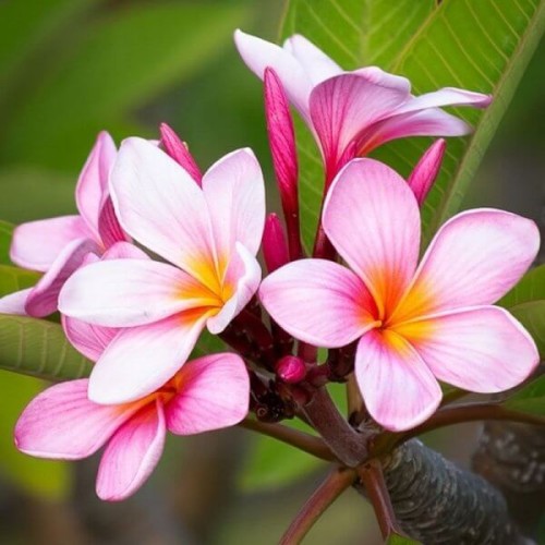 Plumeria Hawajski Kwiat Różowa sadzonka P14