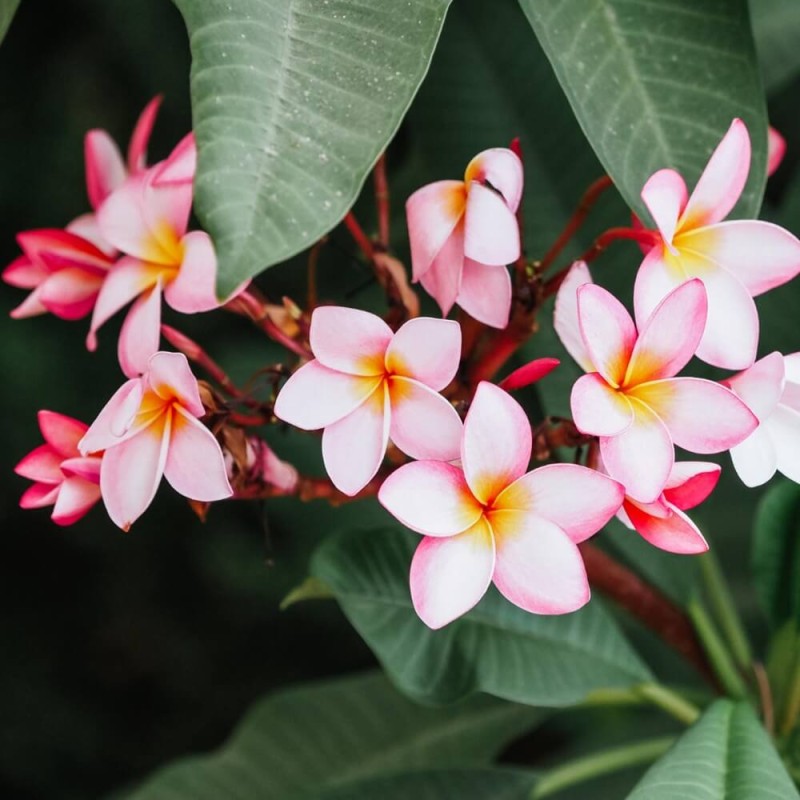 Plumeria Hawajski Kwiat Różowa (Plumeria rubra) Sadzonka P14 (3).jpg