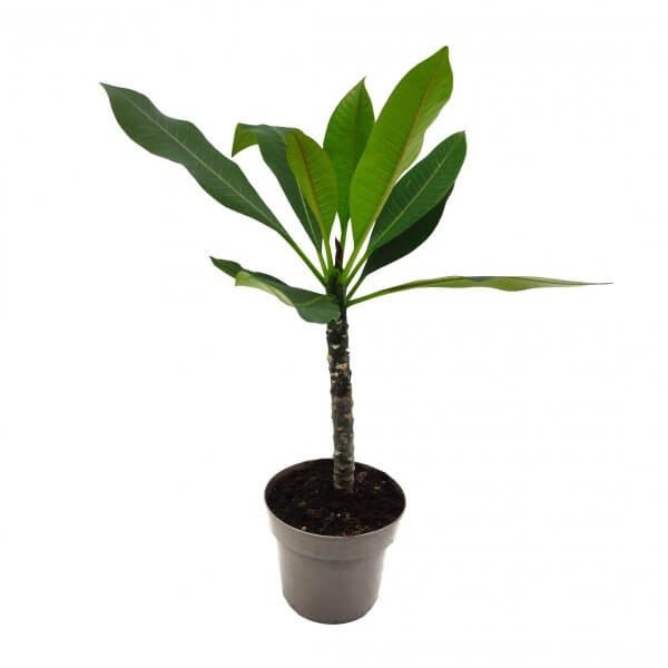 Plumeria Hawajski Kwiat Różowa (Plumeria rubra) Sadzonka P14 (1).jpg