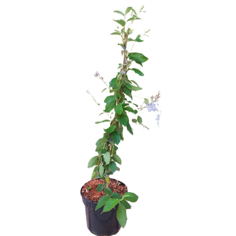 Prusznik Niebieski Gloire De Versailles (Ceanothus) Sadzonka Xl-c5 (1).jpg