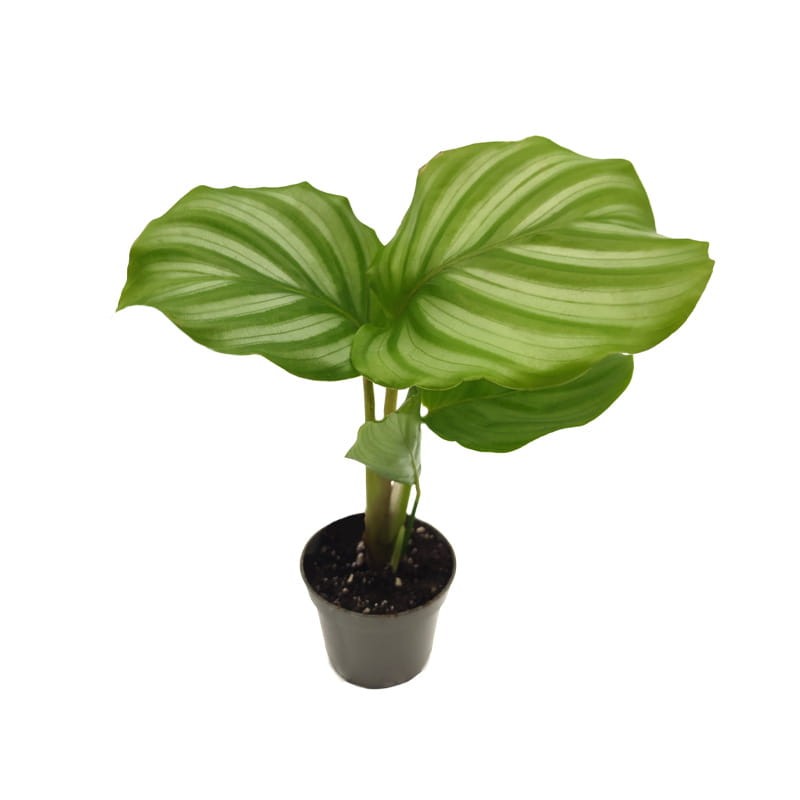 kalatea sadzonka cena