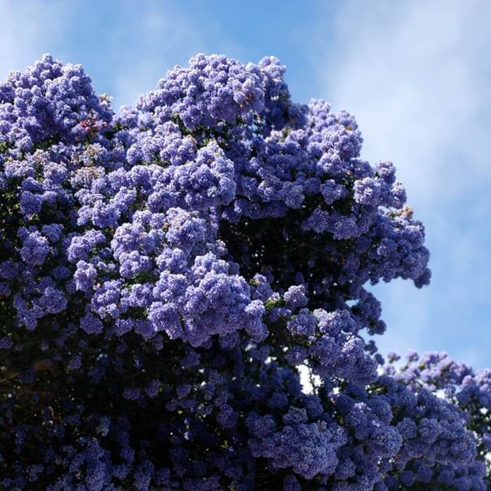 Prusznik Niebieski Gloire De Versailles (Ceanothus) Sadzonka Xl-c5 (2).jpg