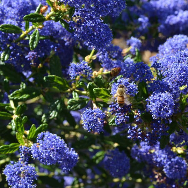 Prusznik Niebieski Gloire De Versailles (Ceanothus) Sadzonka Xl-c5.jpg