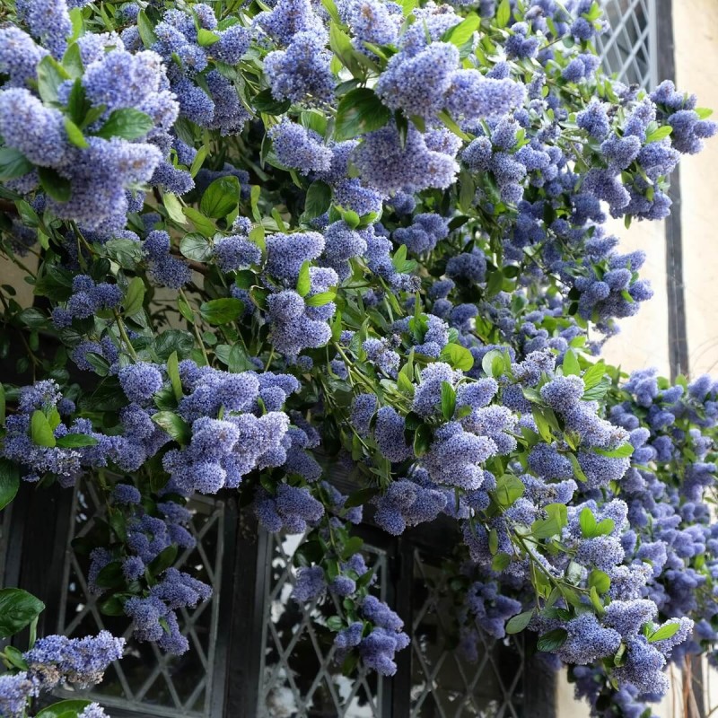 Prusznik Niebieski Victoria (Ceanothus) Sadzonka C2c3 (1).jpg