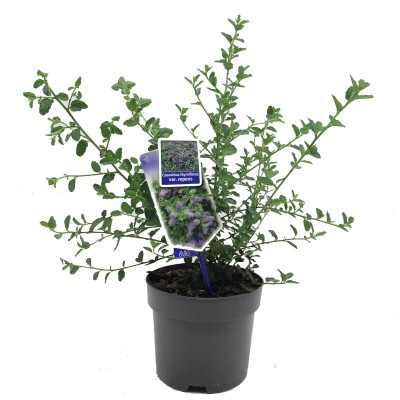 Prusznik Niebieski Victoria (Ceanothus) Sadzonka C2c3 (2).jpg