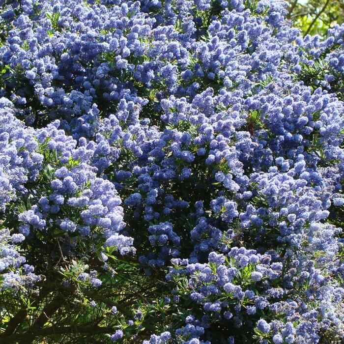 Prusznik Niebieski Victoria (Ceanothus) Sadzonka C2c3.jpg