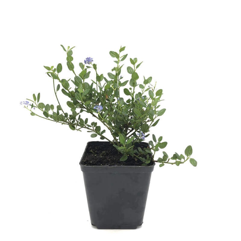 Prusznik Niebieski Victoria (Ceanothus) Sadzonka P9c1 (3).jpg