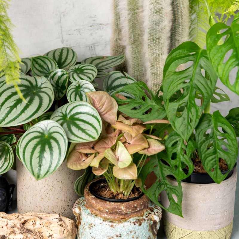calathea roślina domowa jak uprawiać