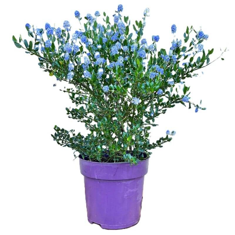 Prusznik Niebieski Victoria (Ceanothus) Sadzonka Xxl C10.jpg