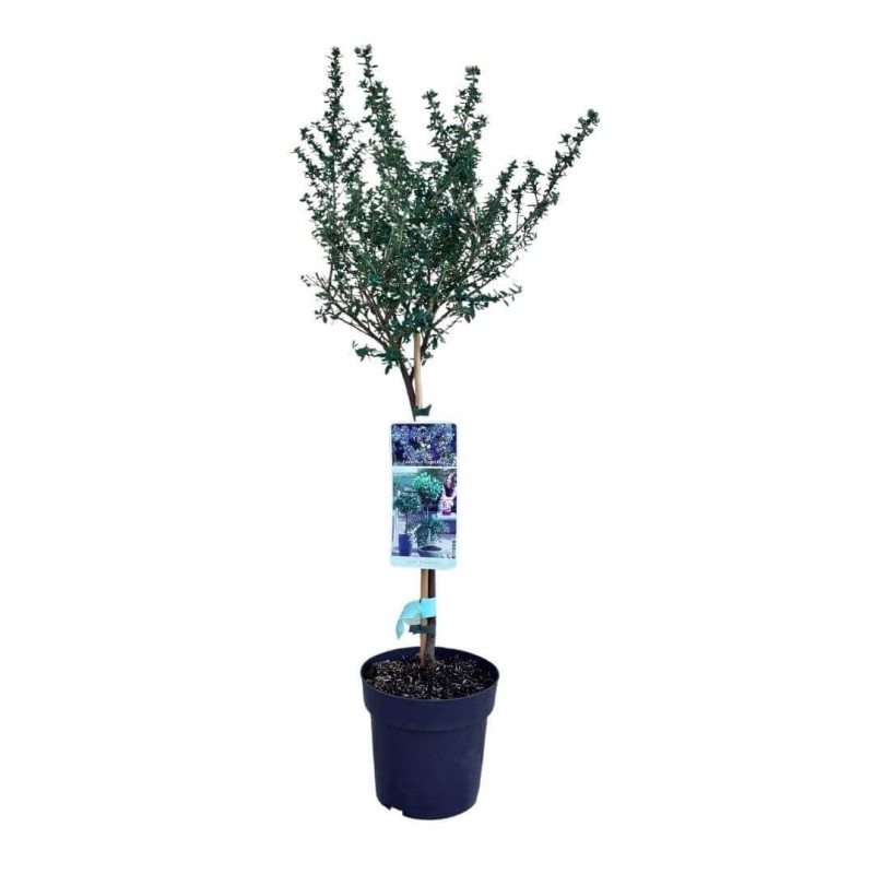 Prusznik Niebieski Victoria Na Pniu (Ceanothus) Sadzonka Xl C5 (1).jpg