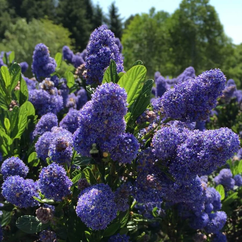 Prusznik Niebieski Victoria Na Pniu (Ceanothus) Sadzonka Xl C5 (3).jpg