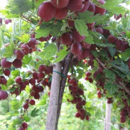 Agrest czerwony HINNONMAKI RED sadzonka NA PNIU C2