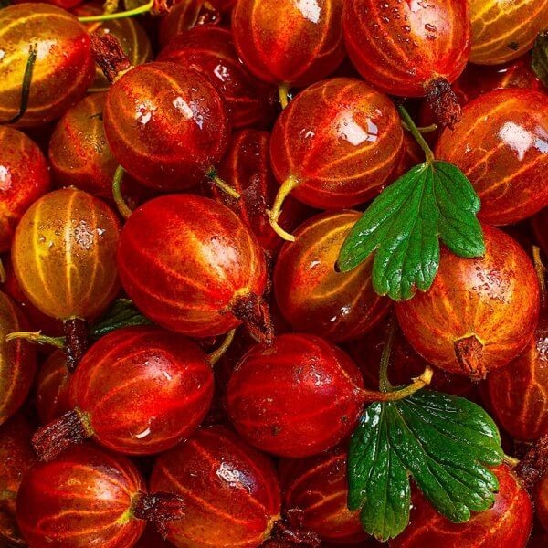 Agrest czerwony HINNONMAKI RED (Ribes uc.) Sadzonka NA PNIU C2 (5).jpg