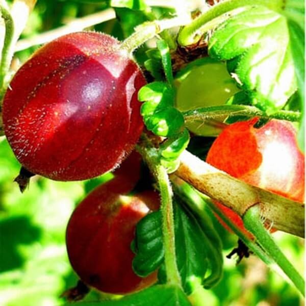 Agrest czerwony HINNONMAKI ROT (Ribes uva-crispa) doniczkowana Sadzonka C1 (2).jpg