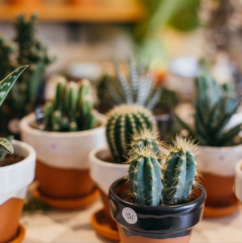 Kaktusy mix 5 sztuk roślina domowa P55