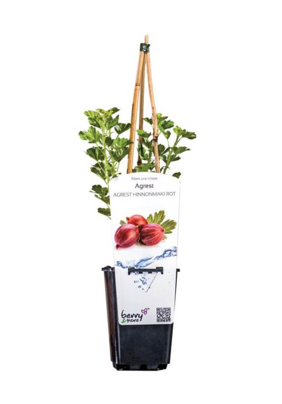 Agrest czerwony HINNONMAKI ROT (Ribes uva-crispa) doniczkowana Sadzonka C1.jpg