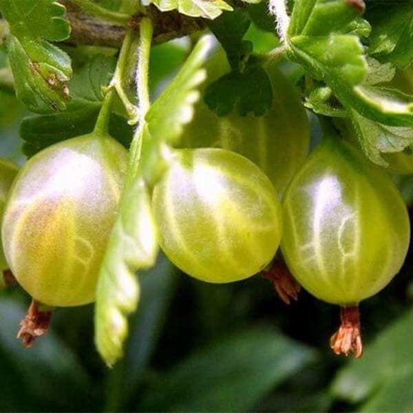 Agrest zielony HINNONMAKI GREEN (Ribes uc.) Sadzonka NA PNIU C2 (1).jpg