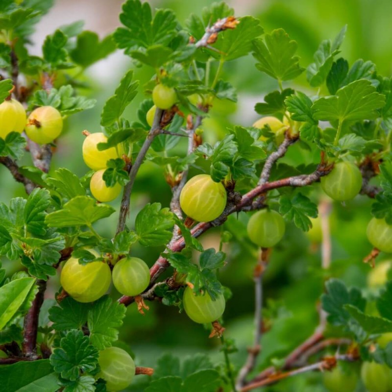 Agrest zielony HINNONMAKI GREEN (Ribes uc.) Sadzonka NA PNIU C2 (4).jpg