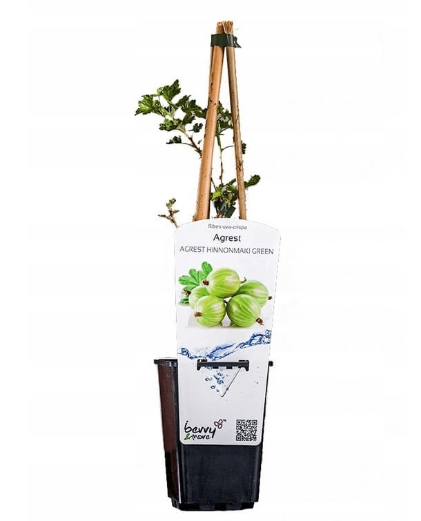 Agrest zielony INVICTA (Ribes uva-crispa) Sadzonka C1.jpg