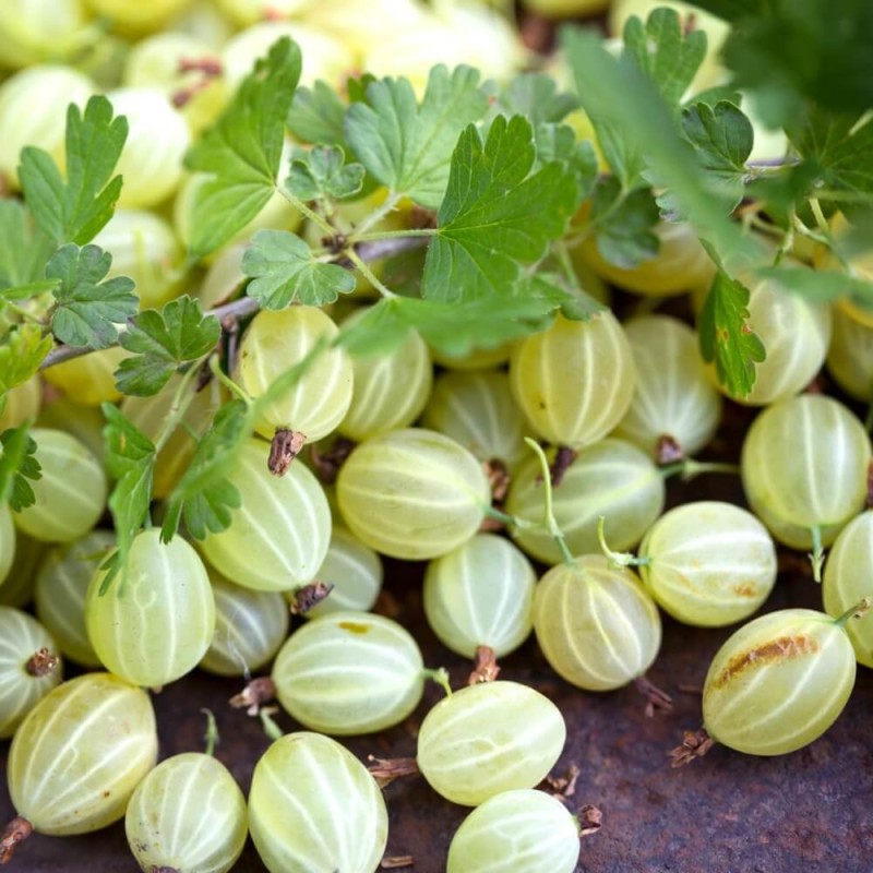 Agrest zielony INVICTA (Ribes uva-crispa) Sadzonka C1 (1).jpg