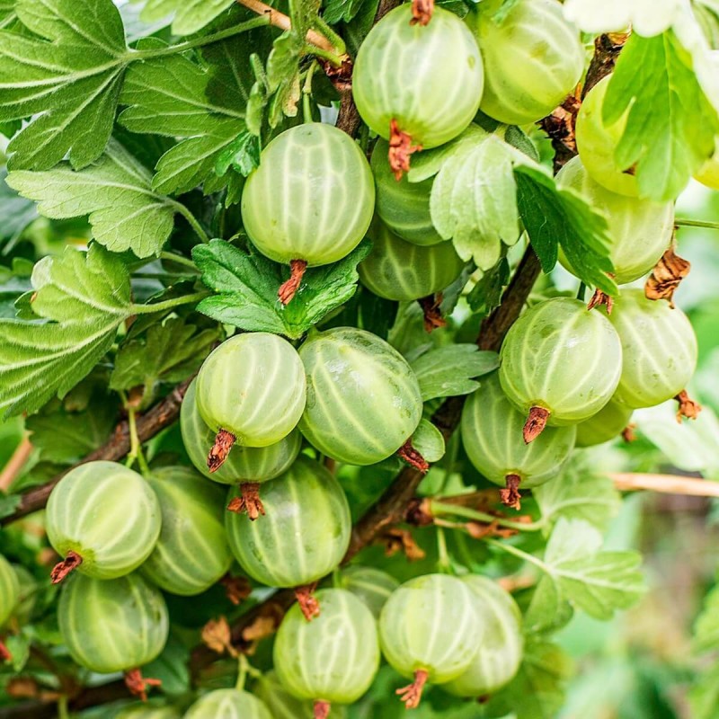 Agrest zielony INVICTA (Ribes uva-crispa) Sadzonka C1 (2).jpg