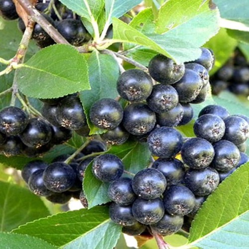 Aronia Czarnoowocowa Galicjanka 3 letnia sadzonka 60-90Cm