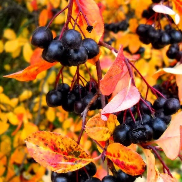 Aronia Czarnoowocowa Galicjanka (Aronia Melanocarpa) 3Letnia Sadzonka 60-90Cm (2).jpg