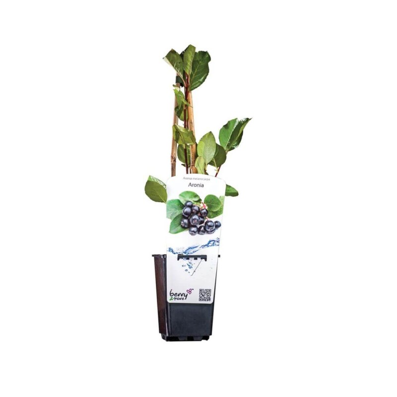 Aronia Czarnoowocowa Nero (Aronia Melanocarpa) Doniczkowana Sadzonka C1 (3).jpg