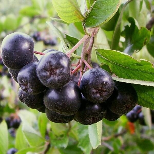 Aronia Czarnoowocowa Nero (Aronia Melanocarpa) Doniczkowana Sadzonka C1 (4).jpg