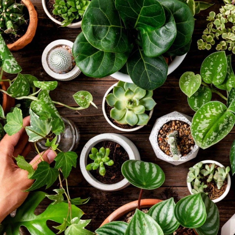 kaktusy najprostsze w uprawie sklep