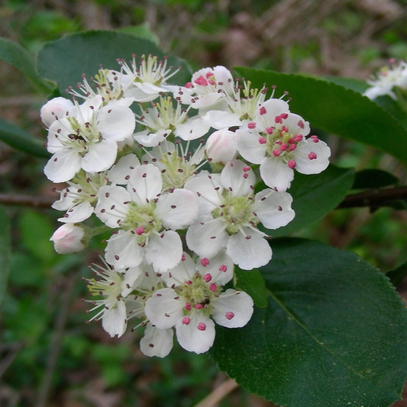 Aronia Śliwolistna Viking (Aronia × Prunifolia) Sadzonka 30-60Cm.jpg