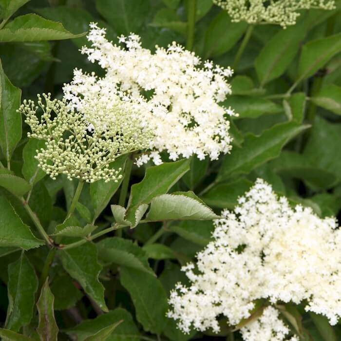 Bez Czarny Korsor (Sambucus Nigra) Doniczkowana Sadzonka C1 (1).jpg