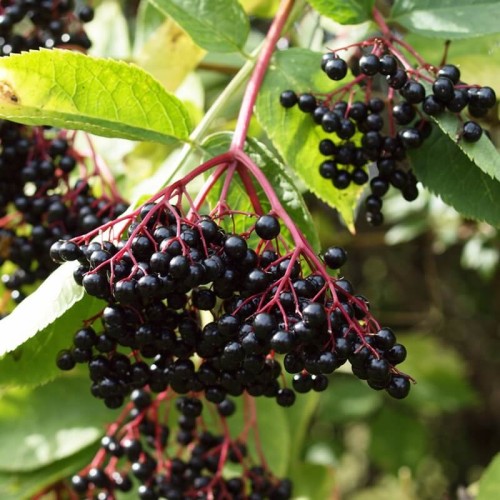 Bez Czarny Korsor Doniczkowana sadzonka C1