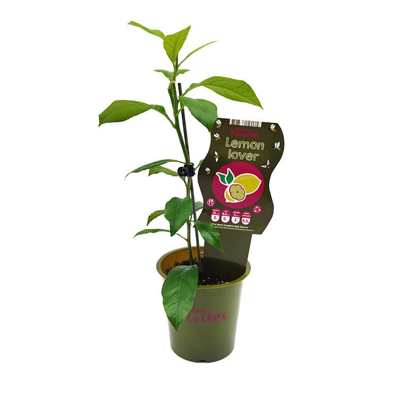 Cytryna Lemon Lover (Citrus limon) Sadzonka P12 (1).jpg