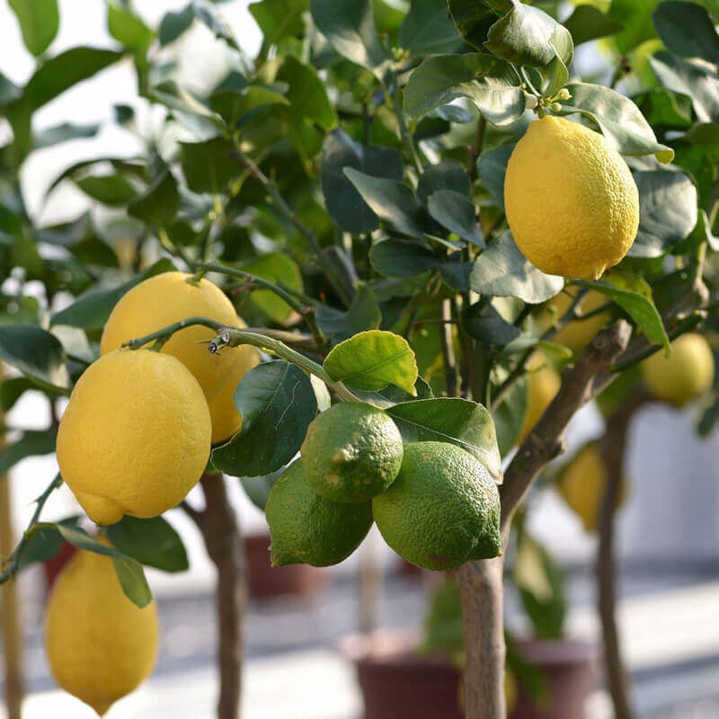 Cytryna Lemon Lover (Citrus limon) Sadzonka P12 (2).jpg