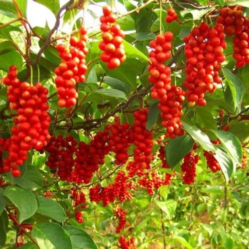 Cytryniec chiński SADOVA No.1 sadzonka C2