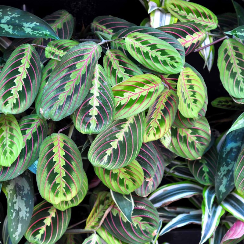 maranata roślina bezpieczna dla zwierząt