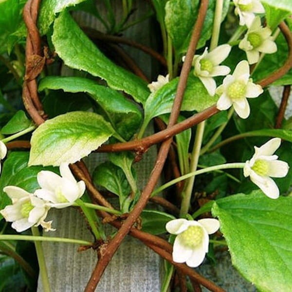 Cytryniec Chiński WU WEI ZI (Schisandra chinensis) C1 (3).jpg