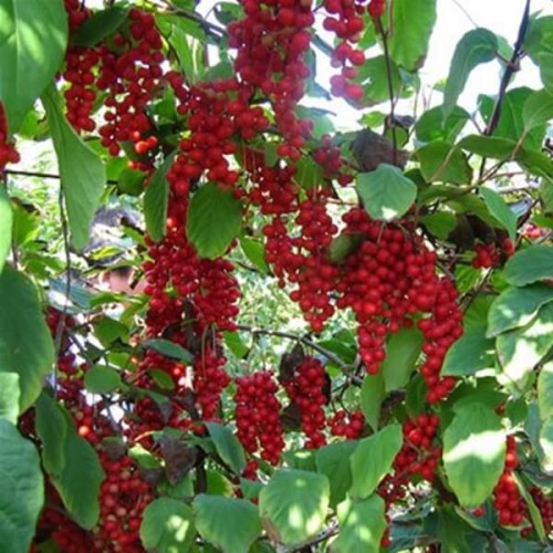 Cytryniec chiński WU WEI ZI C1