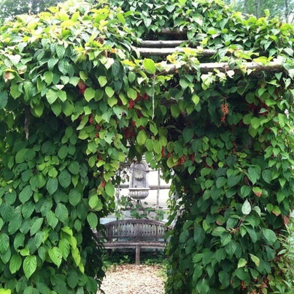 Cytryniec Czerwonokwiatowy męski (Schisandra rubriflora) 3letnia Sadzonka C2 (3).jpg