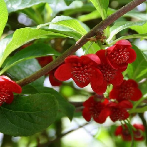 Cytryniec Czerwonokwiatowy męski 3 letnia sadzonka C2