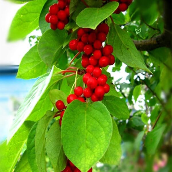 Cytryniec Czerwonokwiatowy żeński (Schisandra rubriflora) 3letnia Sadzonka (3).jpg