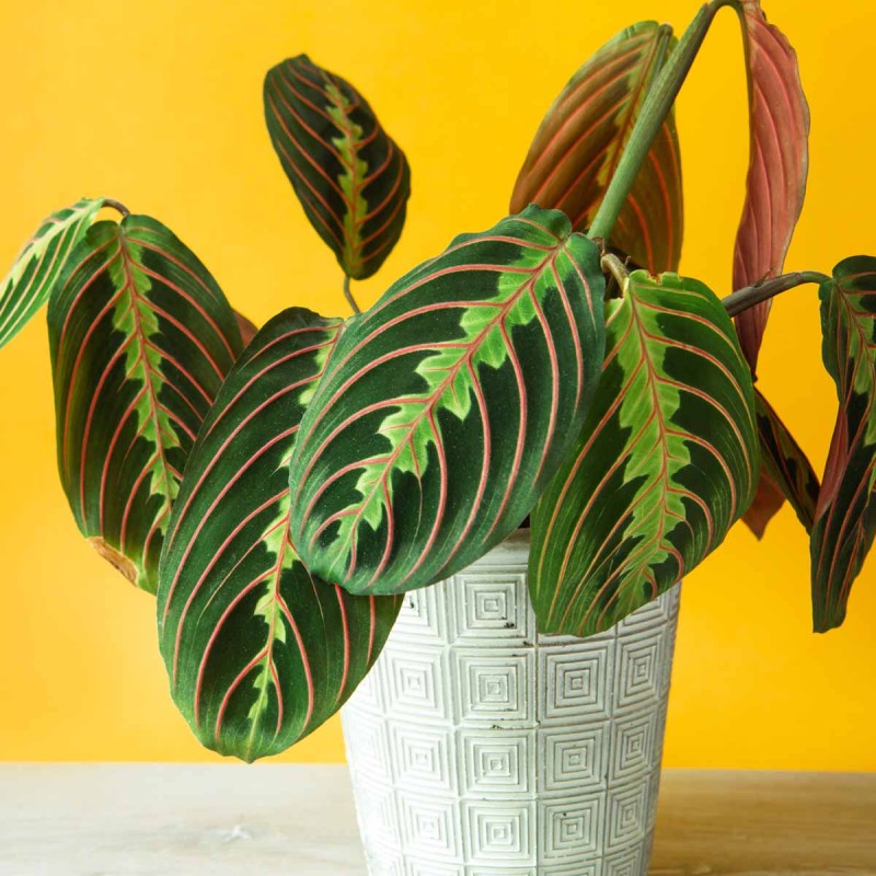 Maranta fascinator Tricolor roślina sklep